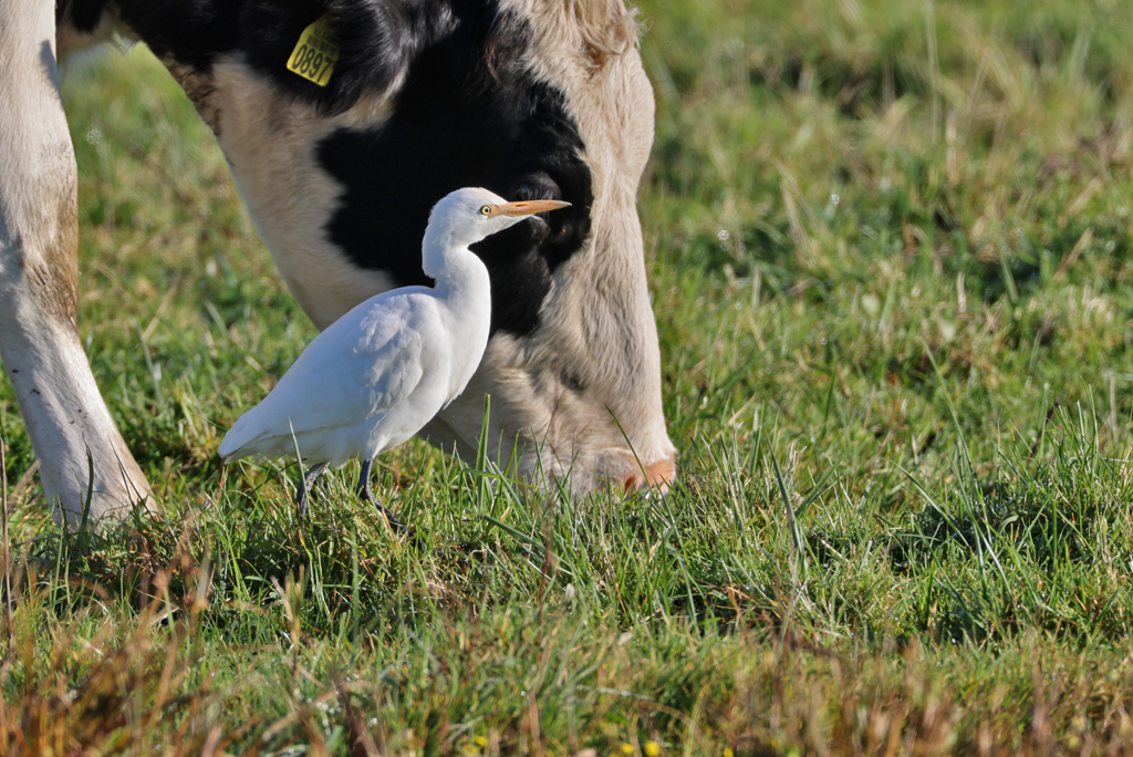 Bubulcus ibis Koereiger Catle Eagret